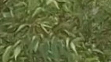 Auto donde fueron vistas por última vez