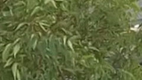 Auto donde fueron vistas por última vez