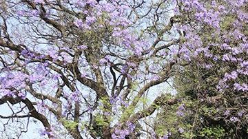 Amado Carrillo Fuentes, el Señor de los Cielos. Residencia a subasta en la CDMX.
