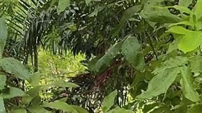 Andrés Manuel López Obrador.