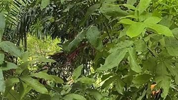 Andrés Manuel López Obrador.