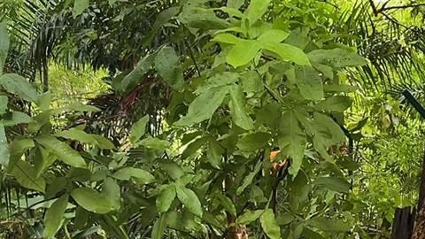 Andrés Manuel López Obrador.