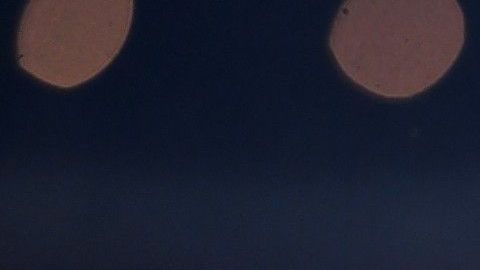 andre drummond propina