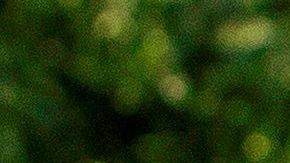 Peter Navarro aseguró que se había perdido la confianza en CDC.