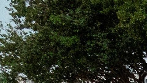 Los 100 "cuerpos" de la protesta simbolizan los 100,000 muertos en EE.UU.