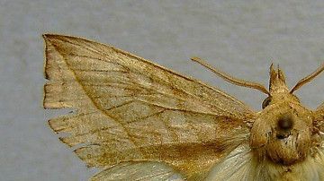polilla