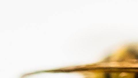 El 20 de mayo se celebra el Día Mundial de la Abeja.