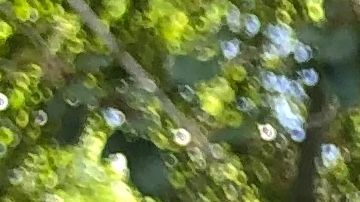 La gata montesa capturada antes del incendio Woolsey Fire, dio a luz a cuatro gatitos.