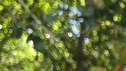 La gata montesa capturada antes del incendio Woolsey Fire, dio a luz a cuatro gatitos.