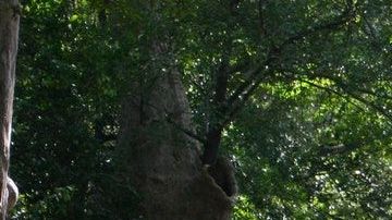 Aunque pareciera sobrenatural, la imagen tiene truco.