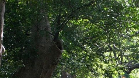 Aunque pareciera sobrenatural, la imagen tiene truco.