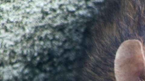 Las ratas pueden transmitir enfermedades a los humanos.