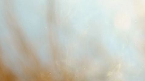 brocheta-nikitozawr-Pixabay