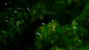 Muerte de George Floyd