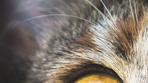 Querían curarlo pero el animal los atacó.