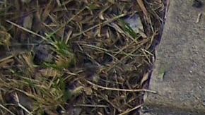 Salir a dibujar a la calle podría haber aumentado dado el interés de salir a obtener el aire fresco.