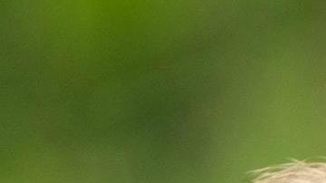 El mono estaba adiestrado para hacer un show.