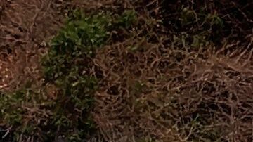 El principal aeropuerto de la localidad tuvo que construir 300 fosas adicionales.