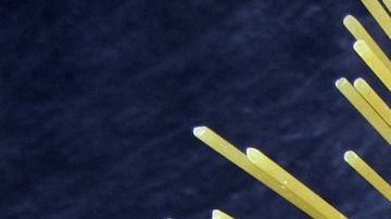 espagueti-Wolfgang Appel en Pixabay