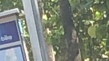 Un hombre haciendo sus necesidades a plena luz del día en Miami.