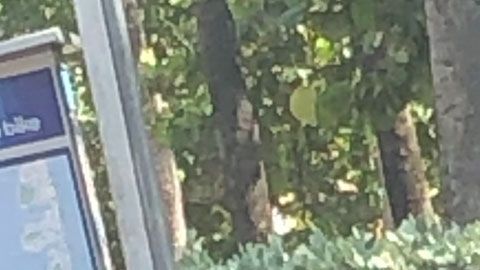 Un hombre haciendo sus necesidades a plena luz del día en Miami.