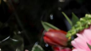 Cierran florerías para evitar aglomeraciones.