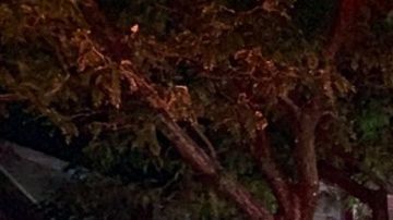 NYPD y FDNY en la escena