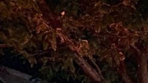 NYPD y FDNY en la escena