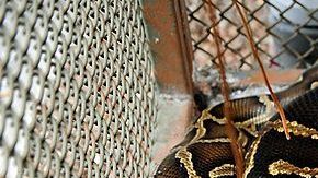 Imagen de una serpiente pitón.