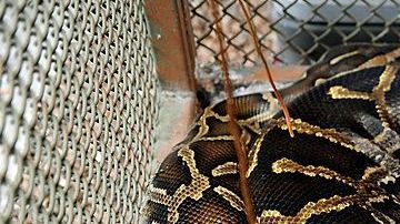 Imagen de una serpiente pitón.