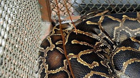 Imagen de una serpiente pitón.
