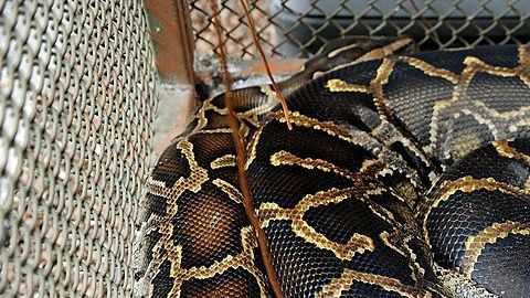 Imagen de una serpiente pitón.