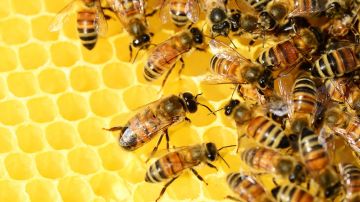 El abuso de pesticidas, la deforestación y la falta de flores contribuyen a la desaparición de las abejas.