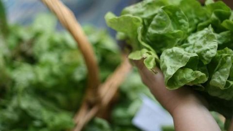 Una infusión de hojas de lechuga sirve para aliviar el dolor de muelas.