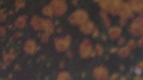 Todas las personas podrían tener sueños premonitorios.