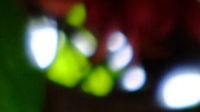 Mucuna, planta donde nace la semilla conocida como ojo de venado.