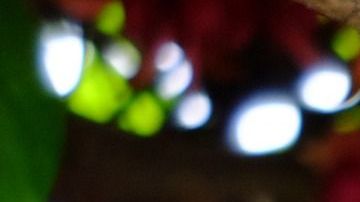 Mucuna, planta donde nace la semilla conocida como ojo de venado.