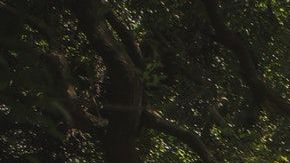 A cada persona le corresponde un árbol protector, según los celtas.