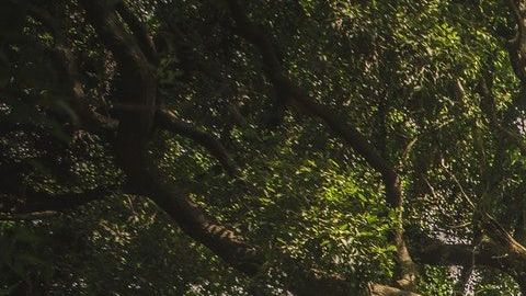 A cada persona le corresponde un árbol protector, según los celtas.