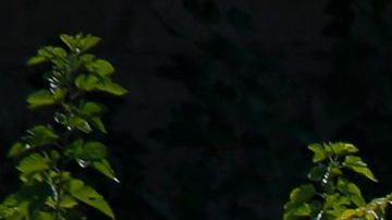 La mayoría de los casos en la Gran Manzana se han registrado con niños de la comunidad judía ortodoxa.