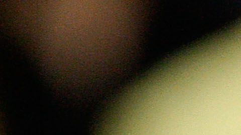 nueva variedad de rosas gigi