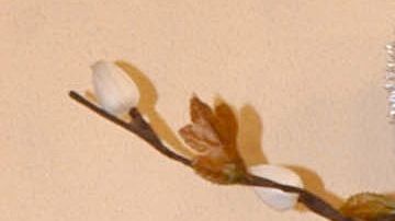 Rocío Sánchez Azuara