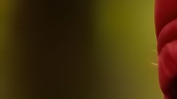 Leah se casó con Daniel y a los pocos meses empezó a trabajar como niñera.