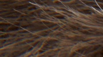 El anciano solo tiene 6 nietos.