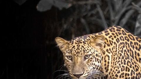 Leopardo