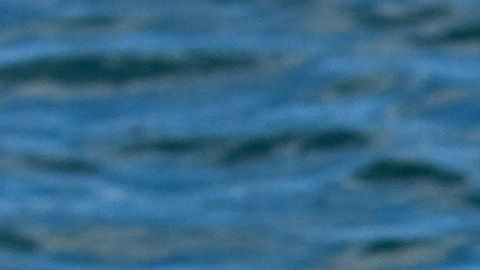 Australia es uno de los países que registra, cada año, mayor número de ataques de tiburón.