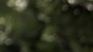 Varios habitantes de la zona aseguran ver constantemente a este ser que parece de otro mundo.