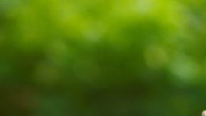 Aceite de Girasol para masajes.