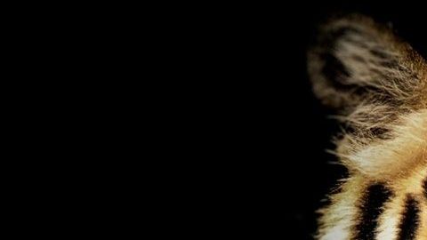 Las autoridades continúan buscando al animal.