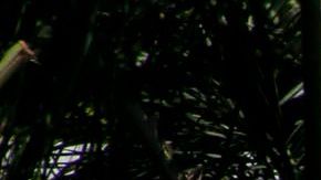 Muchas familias han optado por vivir en sus vehículos en L.A.